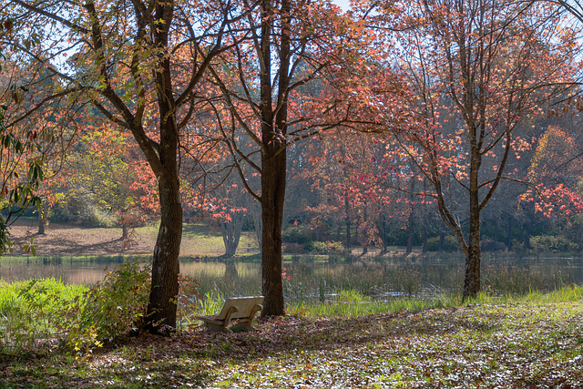Otoño, Lago, Parque, Mesa De Trabajo