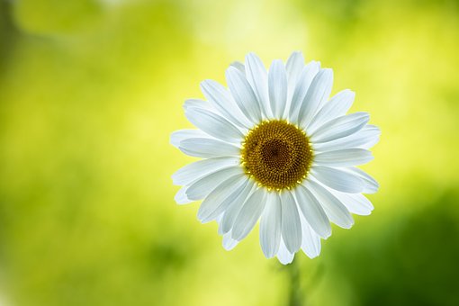 Free Marguerite Flower photo and picture