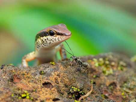 Eidechse, Ameise, Insekt, Reptil