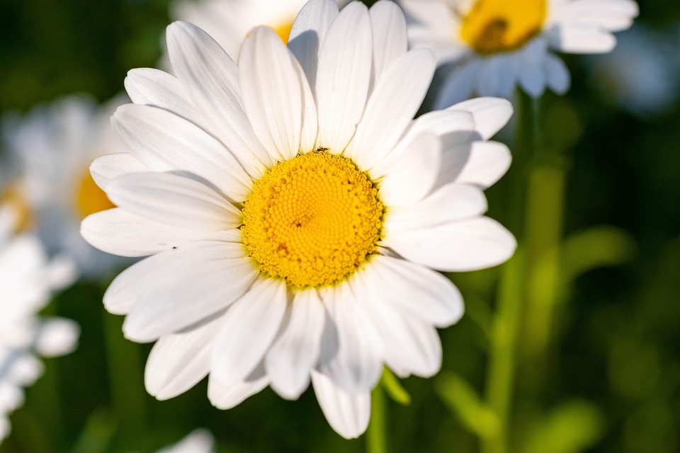 Marguerite Daisy White Flower Free photo on Pixabay Pixabay