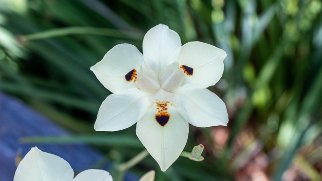 Free Fortnite Lily Flower photo and picture