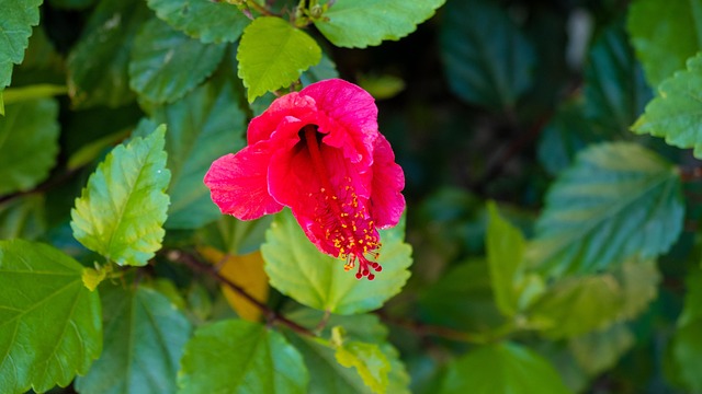 Free Hibiscus Flower photo and picture