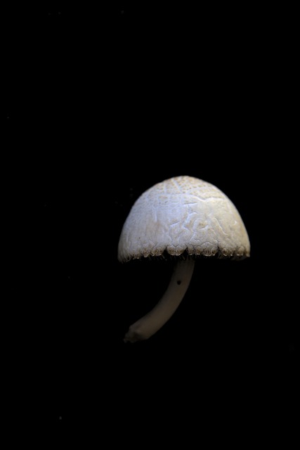 Free Mushroom Fungi photo and picture