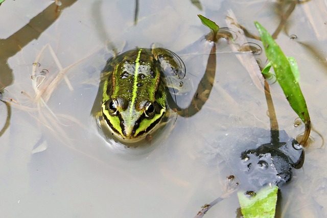Teichfrosch, Frosch, Wasserfrosch