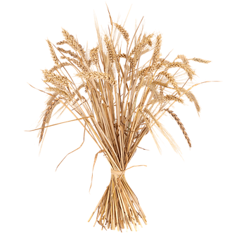 Free Grain Wheat photo and picture