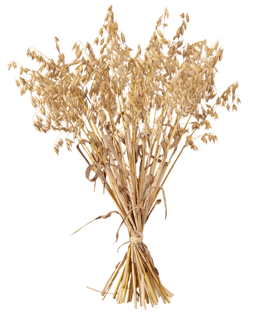 Free Oats Grain photo and picture