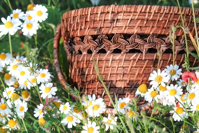 wicker basket, daisies, summer meadow, rustic charm, nature decor, countryside life, handmade basket, wildflowers, floral scene, natural beauty, rural living, daisy field, blooming nature, peaceful moment, sunlit grass, cottagecore, spring summer, natural texture, cozy lifestyle, eco living, flower and basket, picnic mood, boho nature, country elegance, seasonal bloom