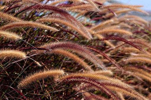 Free Foxtail Grass Grass photo and picture