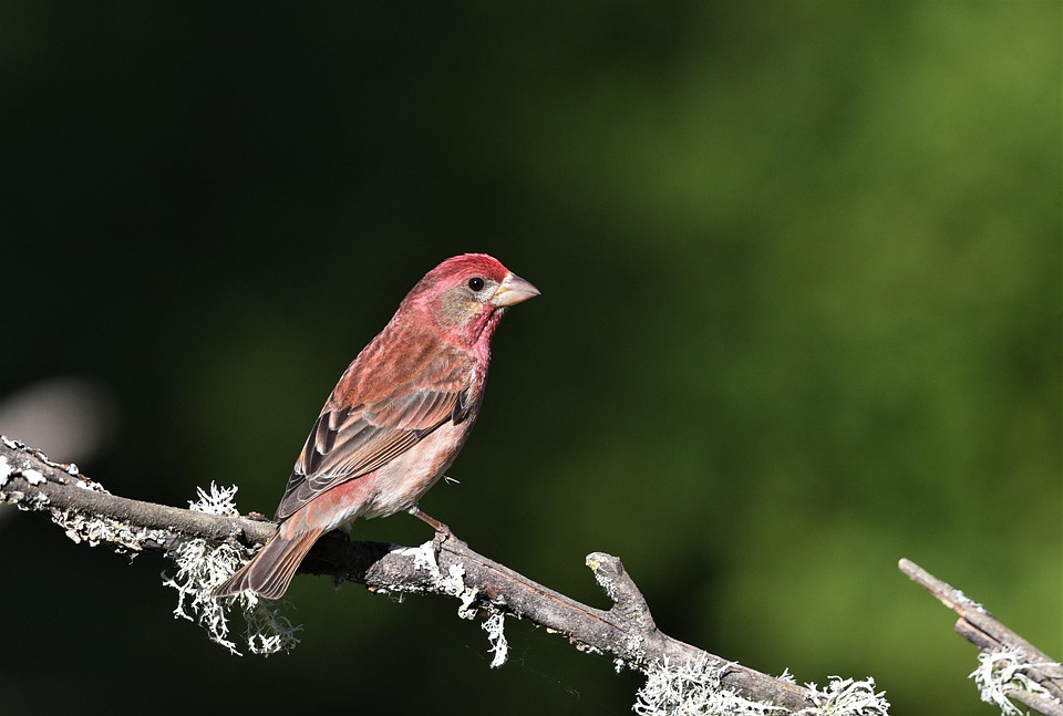 House Finch Bird Photography - Free photo on Pixabay - Pixabay