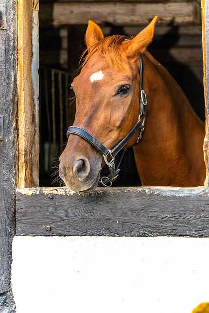 Free Horse Equine photo and picture