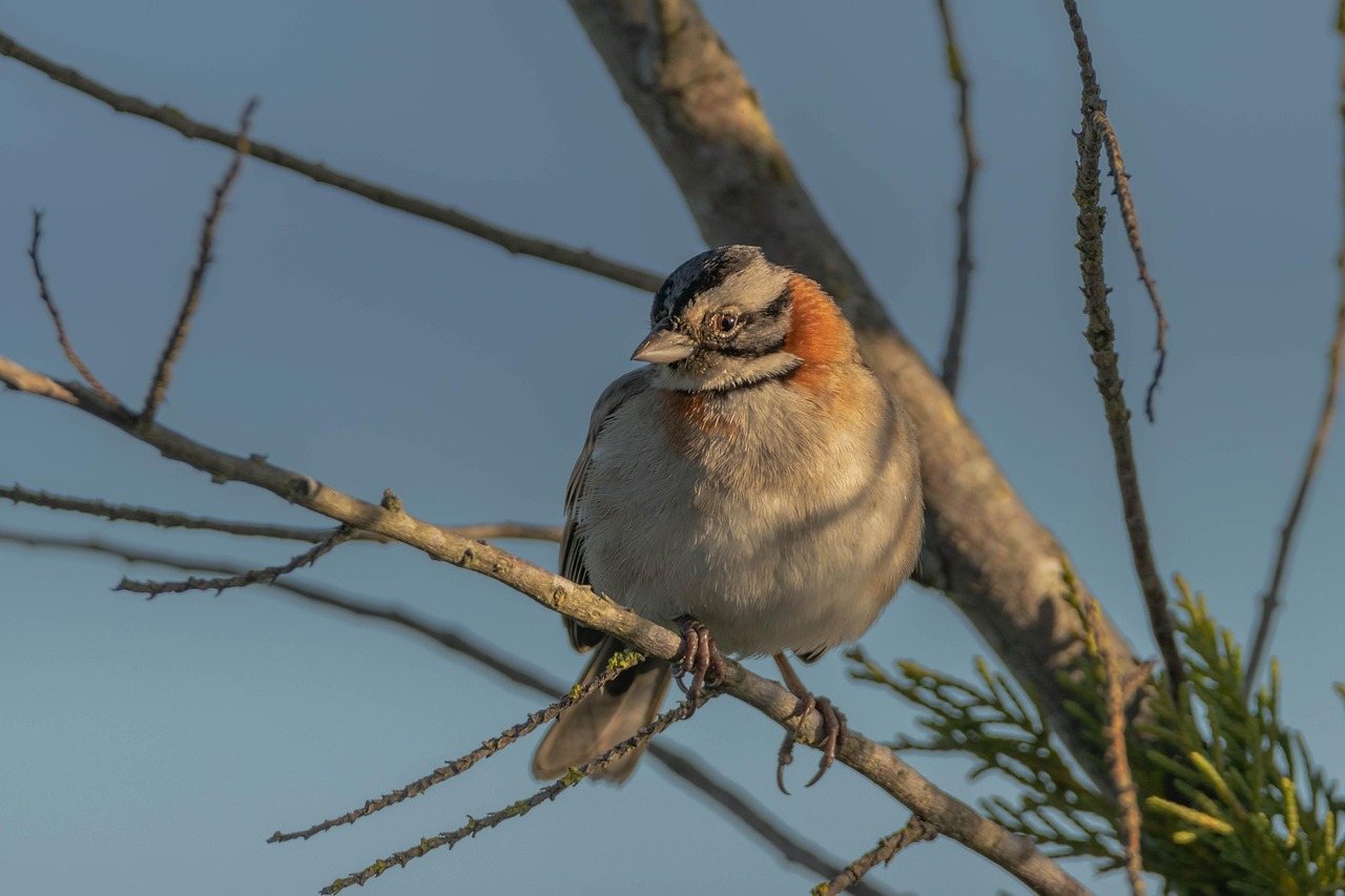 Zonotrichia Capensis Free photo on Pixabay Pixabay