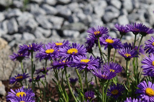 Free Flowers Purple Flowers photo and picture