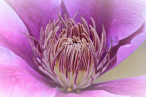 Flor, Clematis, Florescer, Bloom, Planta