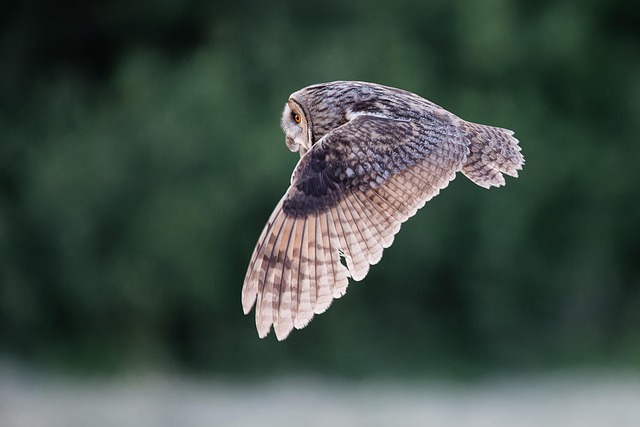 Free Long-Eared Owl Bird photo and picture
