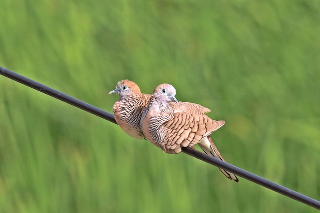 Vogels, Duif, Dieren, Dieren In Het Wild
