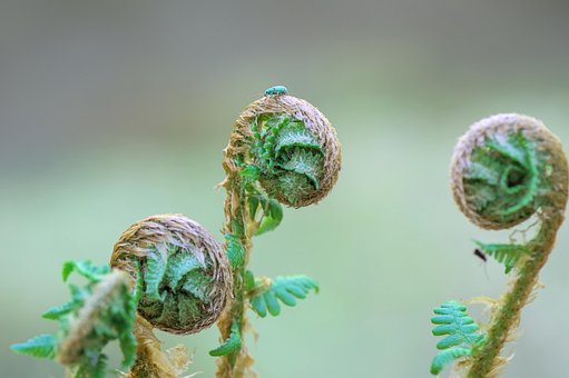 Samambaia, Frondes, Besouro