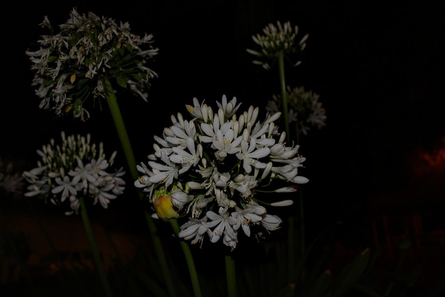 Agapanthus Africanus, Flor Blanca