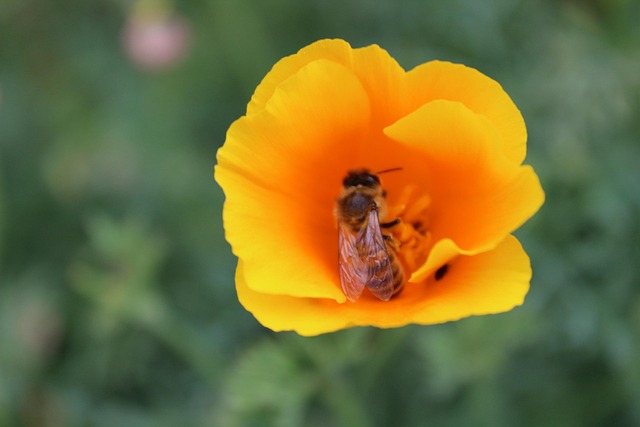Free Flower Nature photo and picture