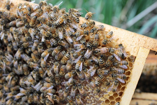Free Hive Insect photo and picture