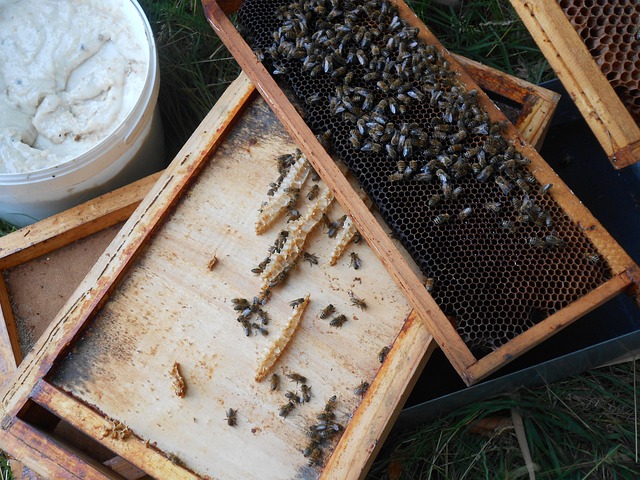 Free Bee Insects photo and picture