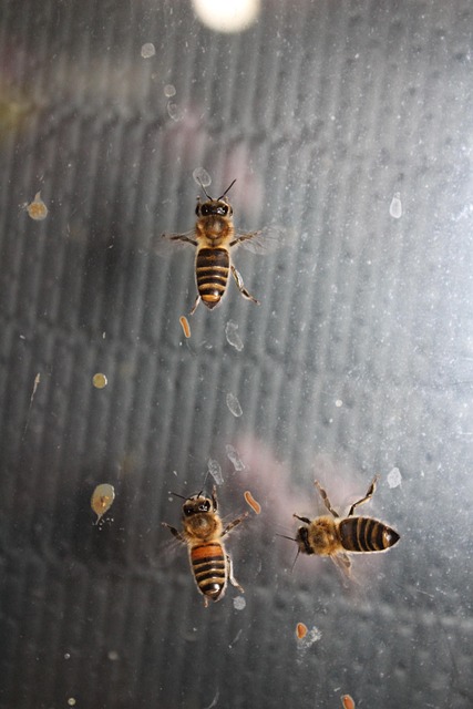 Free Bee Insect photo and picture