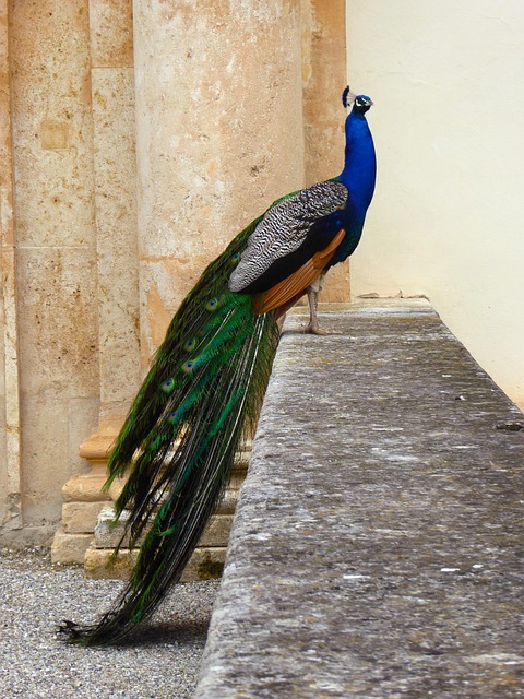 Áustria, Graz, Castelo, Eggenberg, Pavão