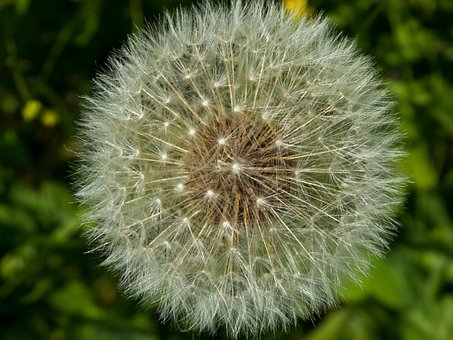Dente-De-Leão, Flor, Sementes