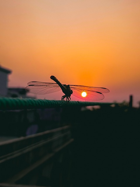 Libélula, Sol, Pôr Do Sol, Asas