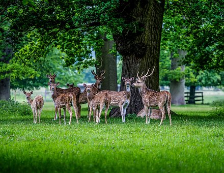 Free Deer Nature photo and picture