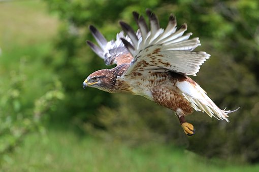 Free Bird Eagal photo and picture