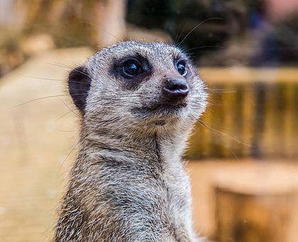 Free Meerkat Animal photo and picture