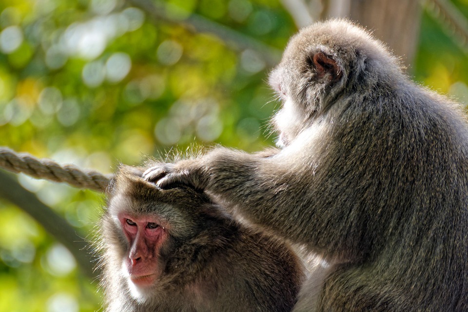 Monkeys Primates Wild Animals Free photo on Pixabay Pixabay