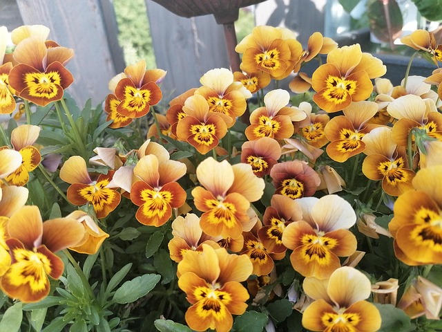 Free Flower Horn Violets photo and picture