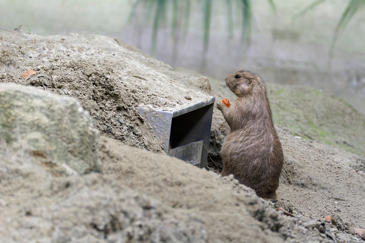 Prairie Dog Food Tunnel Sand Free photo on Pixabay Pixabay