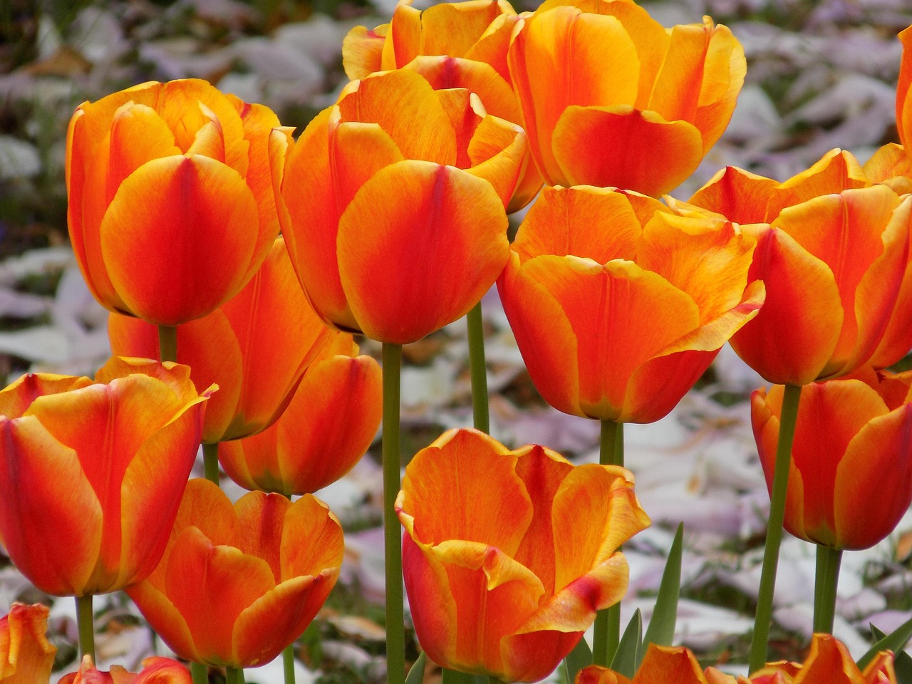 Tulips Flower Nature Free photo on Pixabay Pixabay