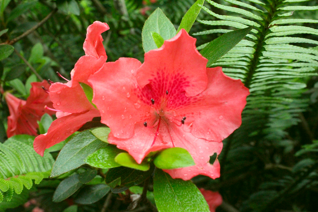 Röd Blomma Röda Blommor - Gratis foto på Pixabay