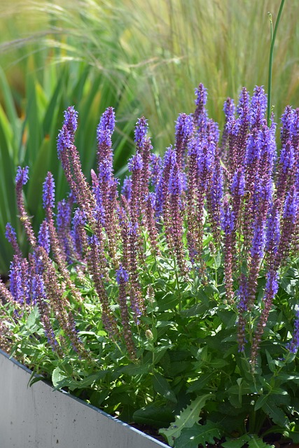 Lavendel, Natuur, Bloem, Tuin, Purper