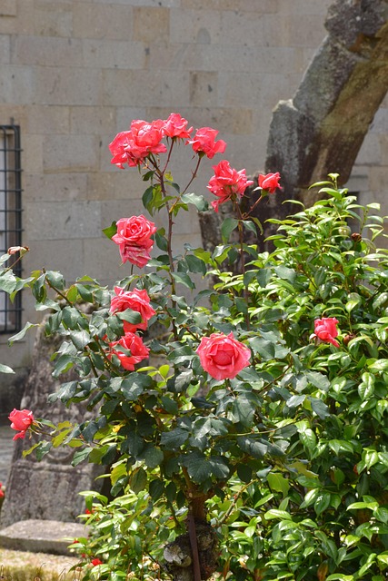 Rozen, Planten, Natuur, Tuin, Zomer