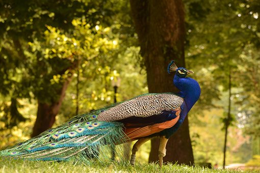 Pauw, Vogel, Gevederte, Natuur, Dier