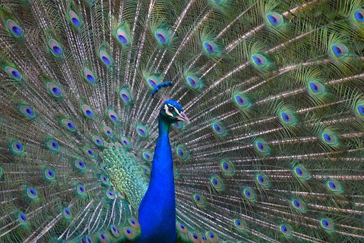 Pauw, Blauw, Gevederte, Vogel, Mooi