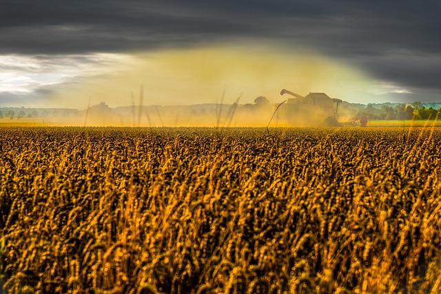 Free Agriculture Harvest photo and picture
