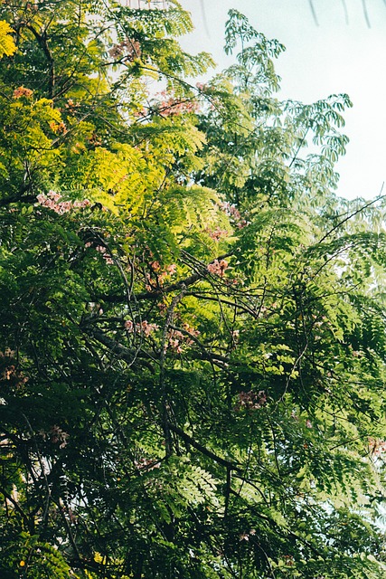 Free Nature Tree photo and picture