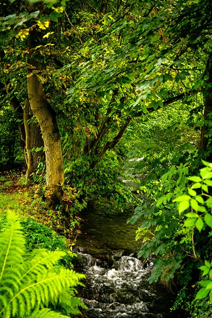 Free Brook Water photo and picture