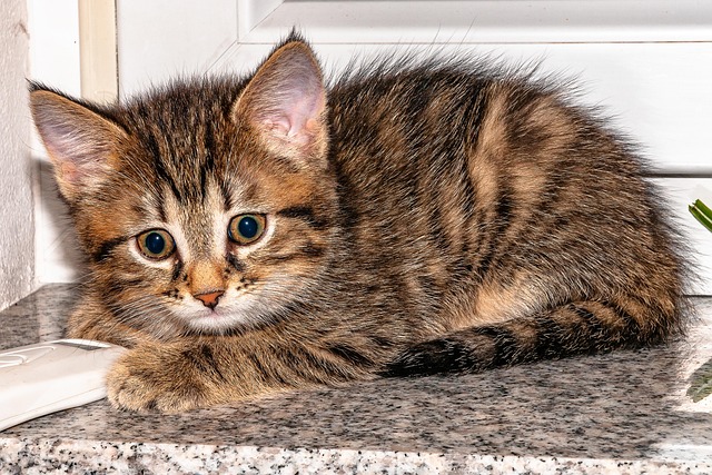 Free Kitten Domestic Animal photo and picture