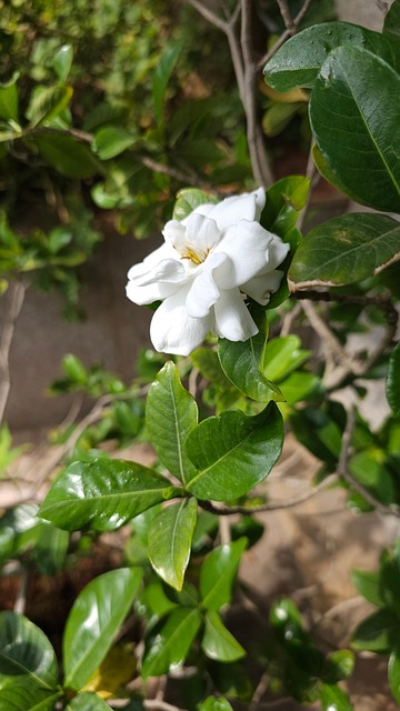 Free Flower Rose photo and picture