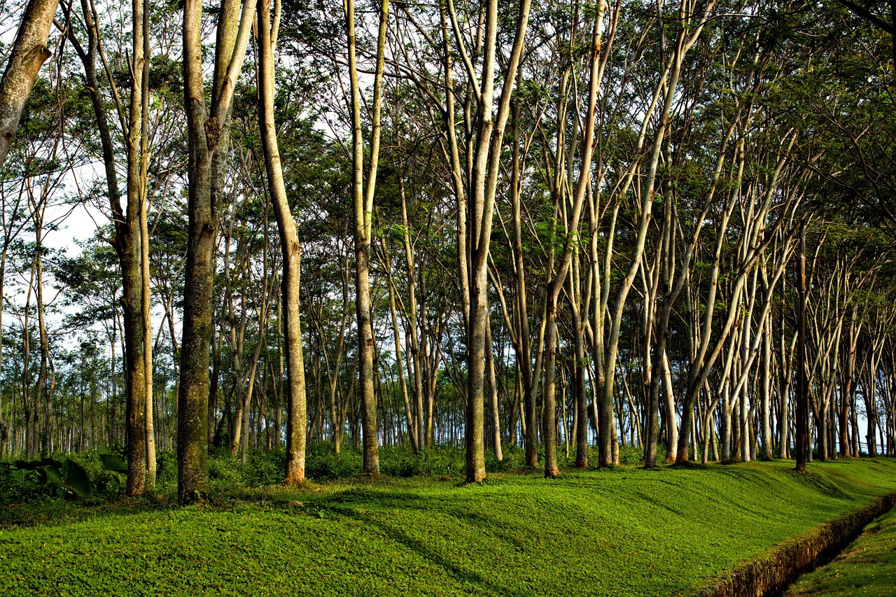 Forest Trees Plants Wooden Free photo on Pixabay Pixabay