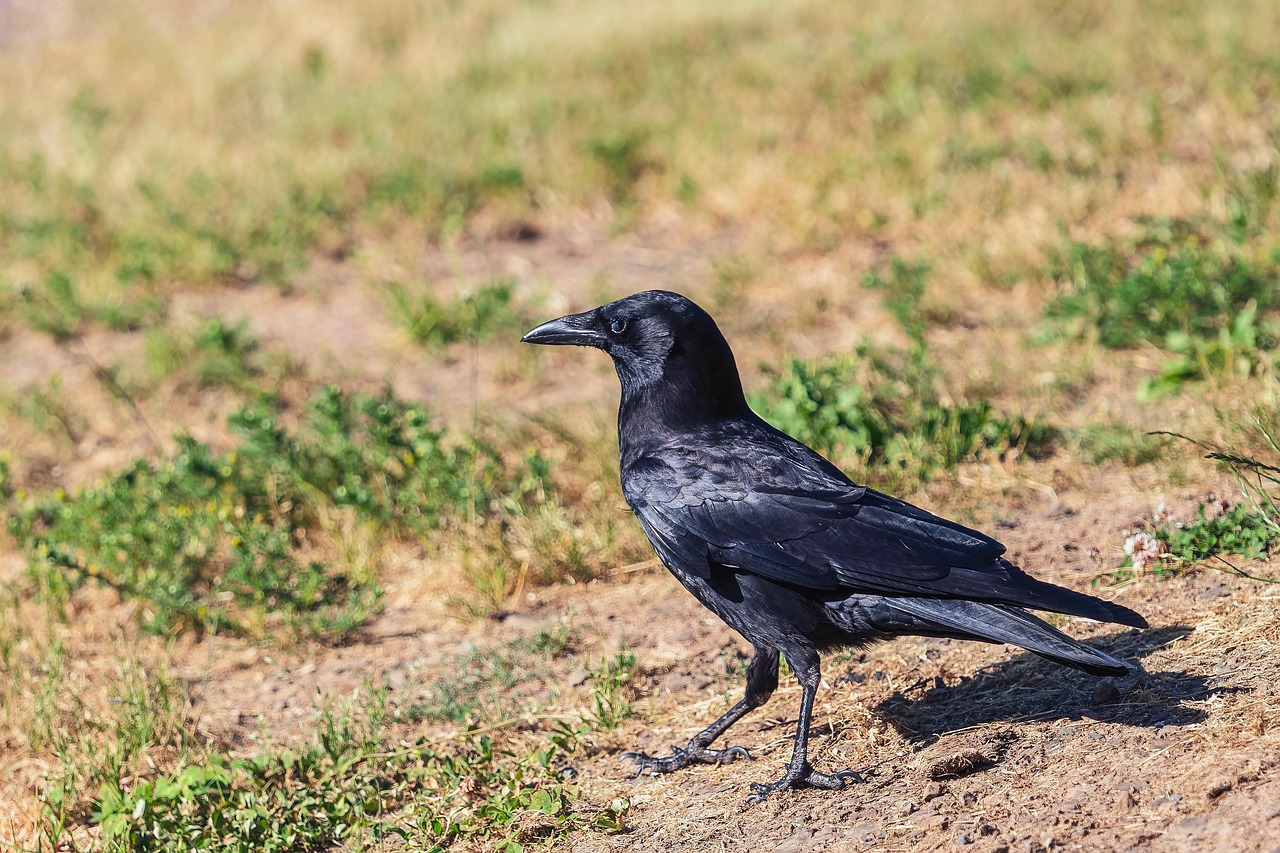 Rabe Vogel Rabe PREMIUM Plüschtier Krähe Vogel Schwarz | Kaufland.de