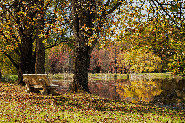 Lago, Mesa De Trabajo, Parque, Árboles