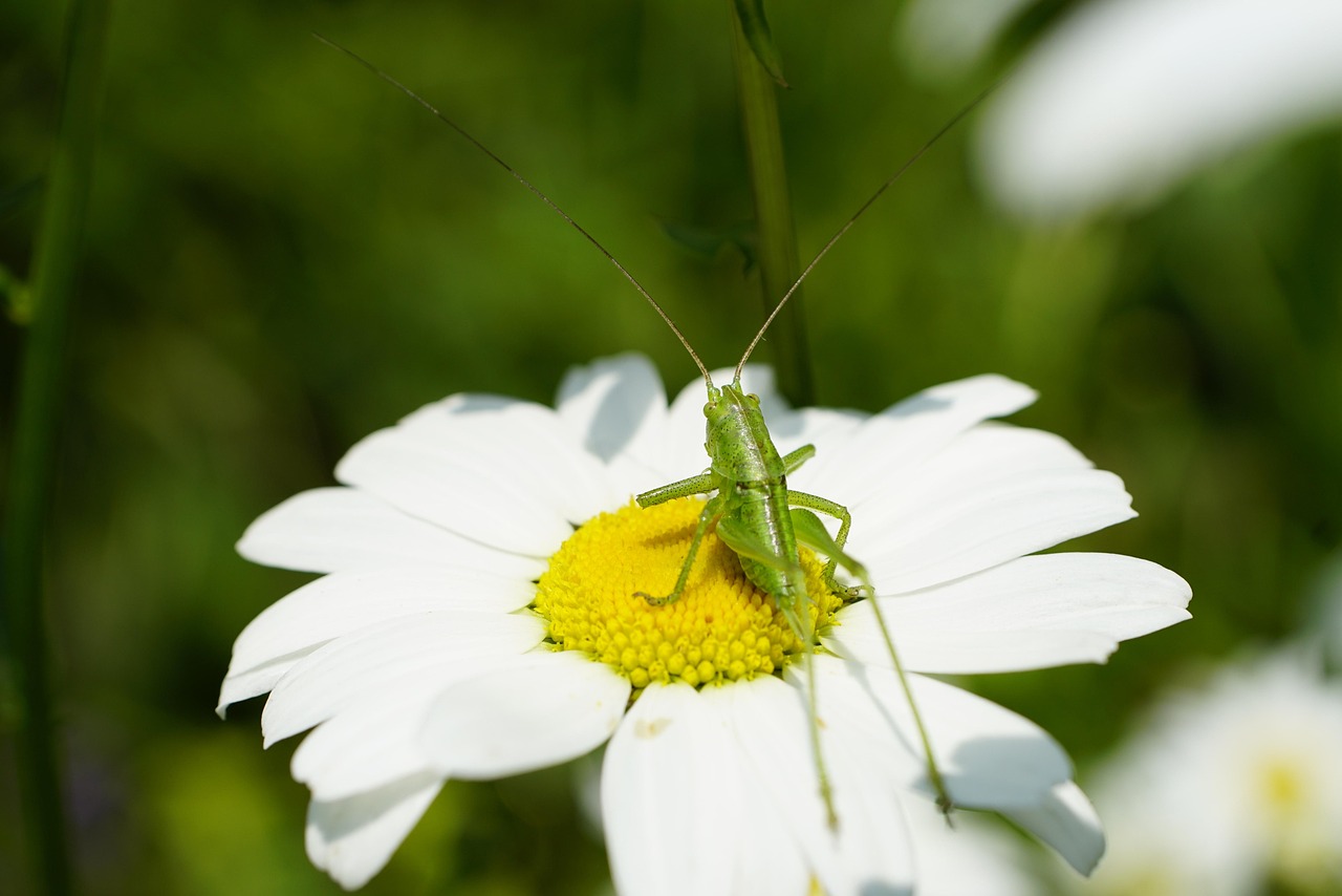 Download free HD stock image of Insect Grasshopper Free Insect Grasshopper photo and picture