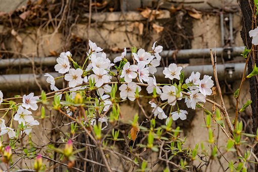 Bäume, Pflanze, Makro, Kirschblüte